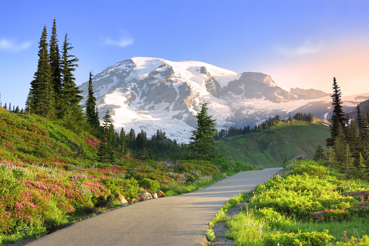 Mount Rainier towering over a wildflower meadow under a clear blue sky