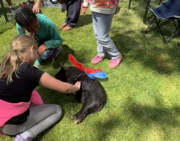 petting-zoo-pig