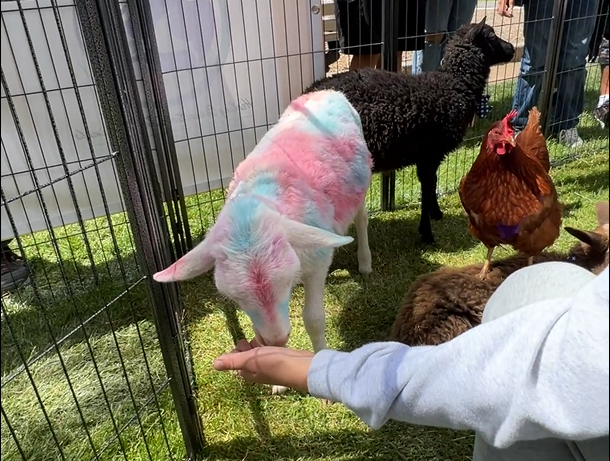 petting-zoo-selah-sheep